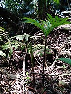 Folha de A. titanum na natureza, na Indonésia