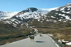 Pecore lungo la strada