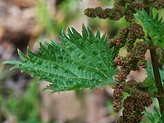 Description de l'image Urtica_atrovirens_Corse.jpg.