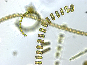 Colonial algal chains