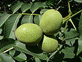 Common walnut in growth