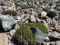 On Bean Peak in Wenatchee Mountains