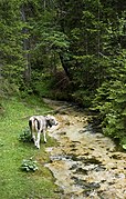 Oorsprong van de Isar bij Hinterautal