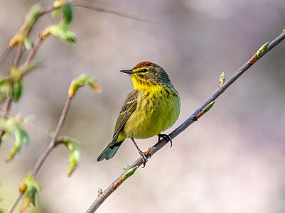 Palm warbler, by Rhododendrites