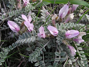 Astragalus testiculatus