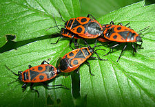 Pyrrhocoris apterus (vierwantsn)