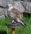 Captive bird, Chew Valley Lake, England