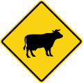 Cattle Crossing