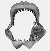 Mandíbulas de Megalodon (Tiburón del Mioceno)