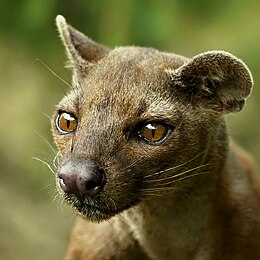 Fosa (Cryptoprocta ferox)