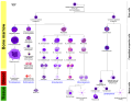 Hematopoiesis