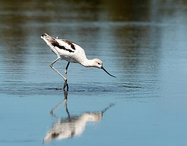 American avocet, by Rhododendrites