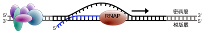 RNA聚合酶沿着一条DNA移动，合成一股新的RNA