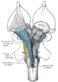 Deep dissection of brain-stem. Ventral view.