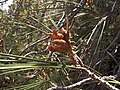 male cones