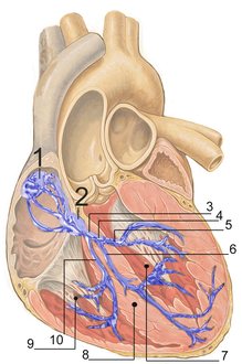 نظام التوصيل الكهربائي للقلب. (Accessory pathways not shown.) 1. عقدة جيبية أذينينة 2. عقدة أذينية بطينية 3. حزمة هيس 4. فرعي الحزمة 5. فرعي الحزمة 6. left-anterior fascicle 7. بطين أيسر 8. حاجز بين البطينين 9. بطين أيمن 10. فرعي الحزمة