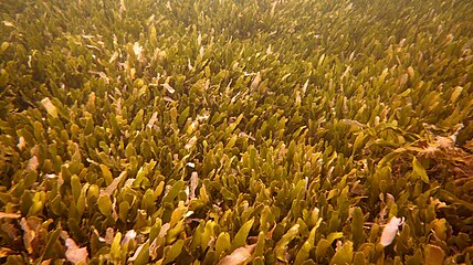 Caulerpa prolifera