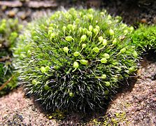 Grimmia pulvinata