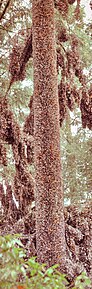 Un très grand nombre de papillons monarques se reposant sur un arbre au Mexique.