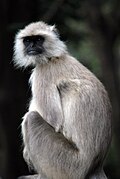 Northern plains gray langur