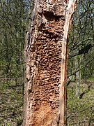 galeries creusées dans le bois mort.