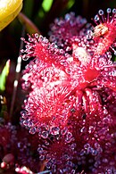 Drosera roraimae