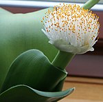 Haemanthus albiflos