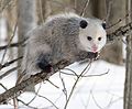 Image 14 Virginia Opossum Photo credit: Cody Pope The Virginia Opossum (Didelphis virginiana) is the only marsupial found in North America. A solitary and nocturnal animal about the size of a domestic cat, it is a successful opportunist and is found throughout North America from coast to coast (introduced to California in 1910), and from Central America and Mexico to southern Canada. More selected pictures