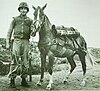 Sergeant Reckless with handler US Marine Sergeant Joseph Latham