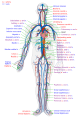 47 Circulatory System en