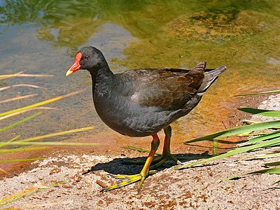 Dusky moorhen, by benjamint444