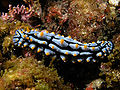 Phyllidia nudibranch