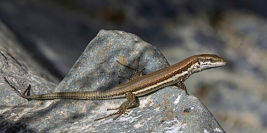 Phoenicolacerta troodica