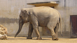 Elephas maximus indicus