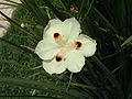 Dietes bicolor