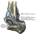 Capsule of left articulation (distended). Lateral aspect.