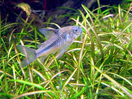 Corydoras nattereri