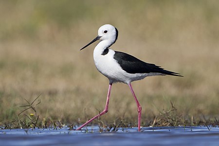 Pied stilt, by JJ Harrison