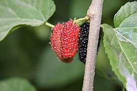 Buah kertau di Libya.