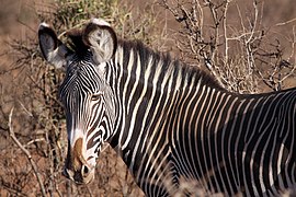 Zèbre de Grévy dans la réserve nationale de Samburu.