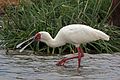 Espátula africana (Platalea alba)