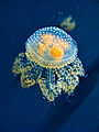 Another spotted jellyfish