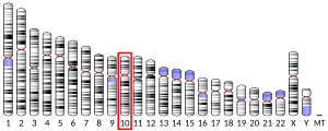 Chromosome 10 (human)