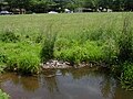 A pool of water at a marsh, one of the sources of the Nine Mile Run