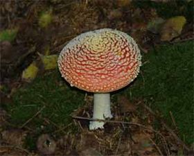 Rød fluesvamp (Amanita muscaria)