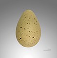 Avocet egg