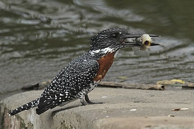 'n Reusevisvanger (Megaceryle maxima) in die Rietvlei Natuurreservaat, Suid-Afrika.