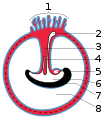 Diagram illustrating a later stage in the development of the umbilical cord. 1 Placental villi 2 Yolk-sac 3 Umbilical cord 4 Allantois 5 Heart 6 Digestive tube 7 Embryo 8 Amniotic cavity