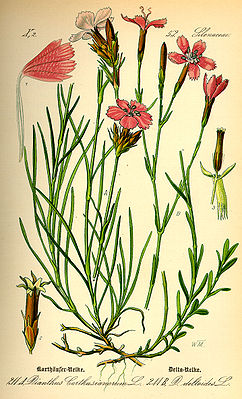 Hiasneegelk (Dianthus deltoides)