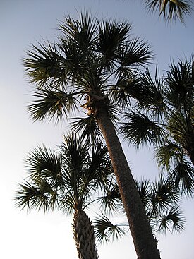 Sabal palmetto